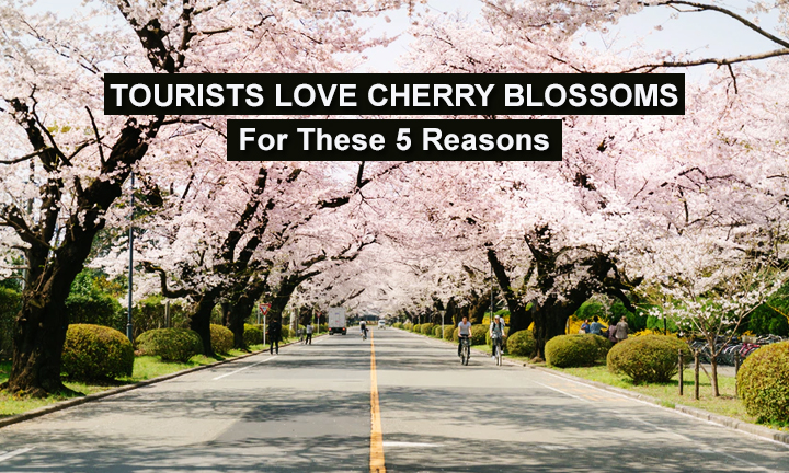 01Tourists-Love-Cherry-Blossoms-for-These-5-Reasons