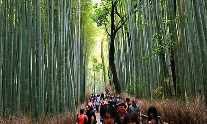 7-SAGANO-BAMBOO-FOREST